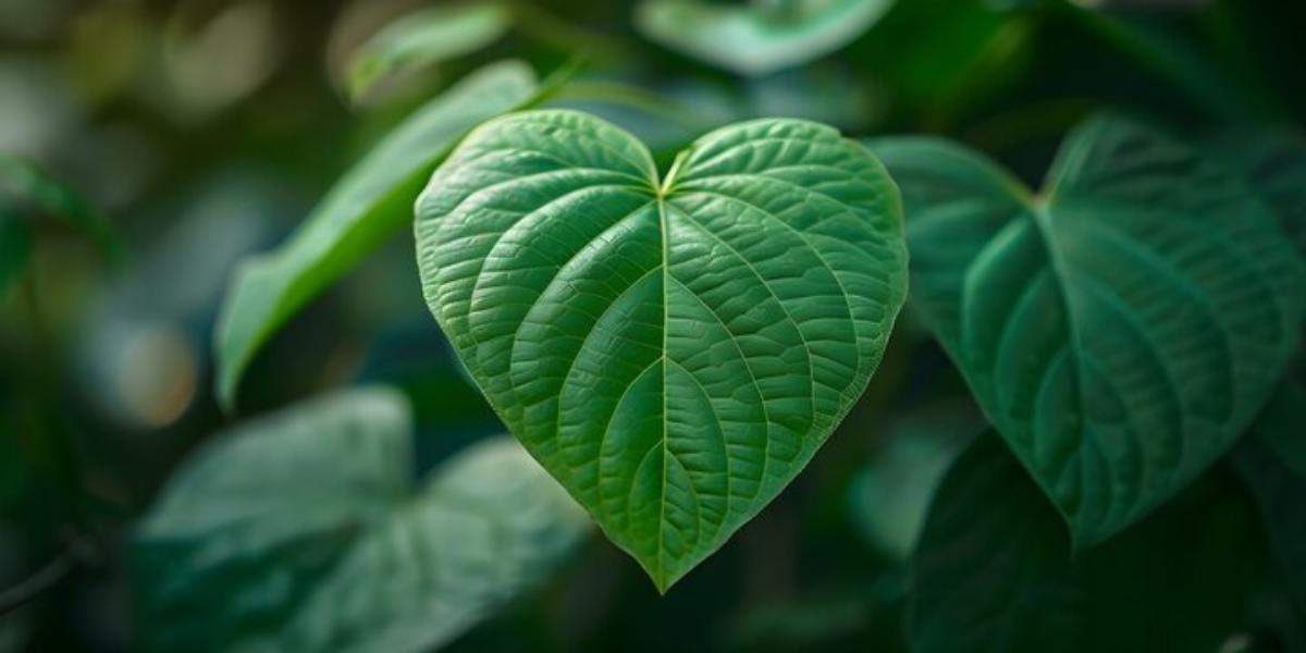 EarthEnvi Kava Leaf