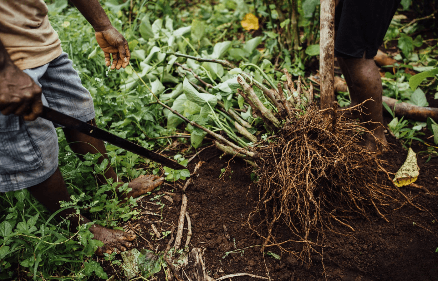 Harvest_1.png EarthEnvi